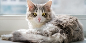 Cats and Their Whims: Unpredictable Behaviors Decoded